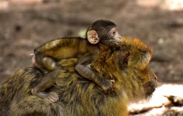 The Providential Arrival of Our Species